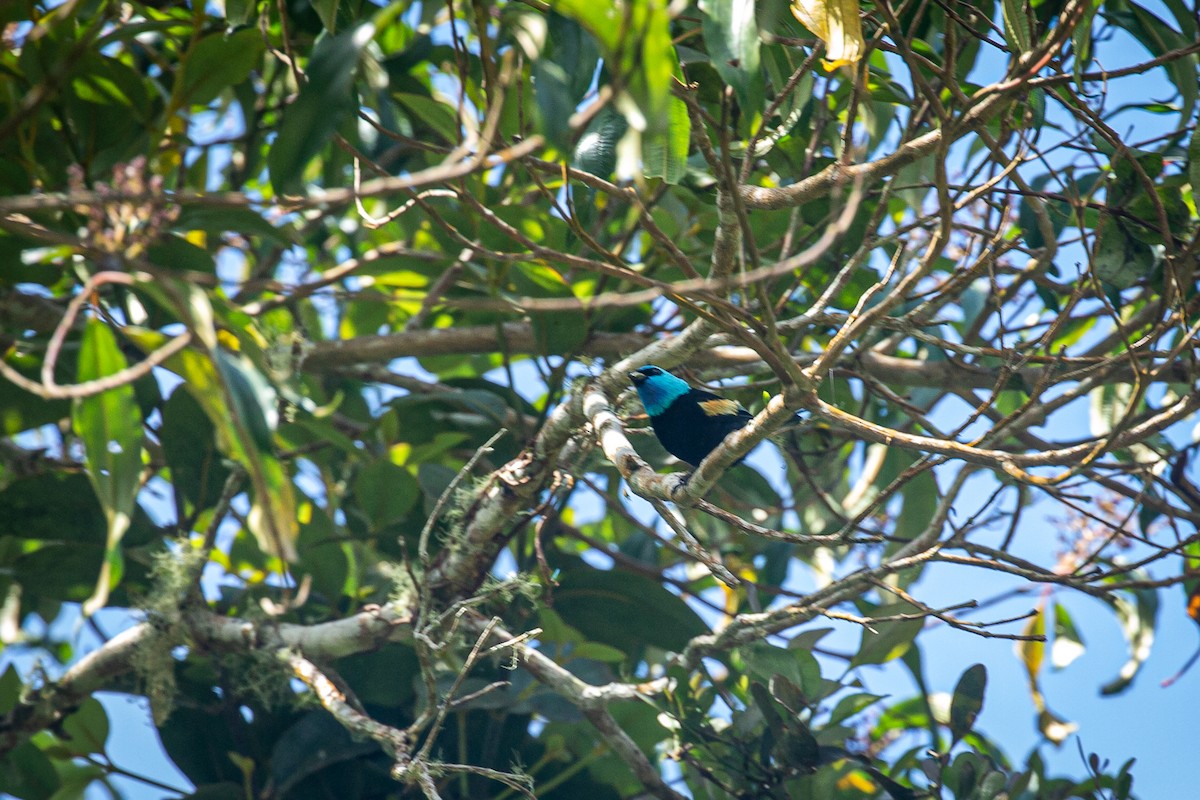 Blue-necked Tanager - ML620311528