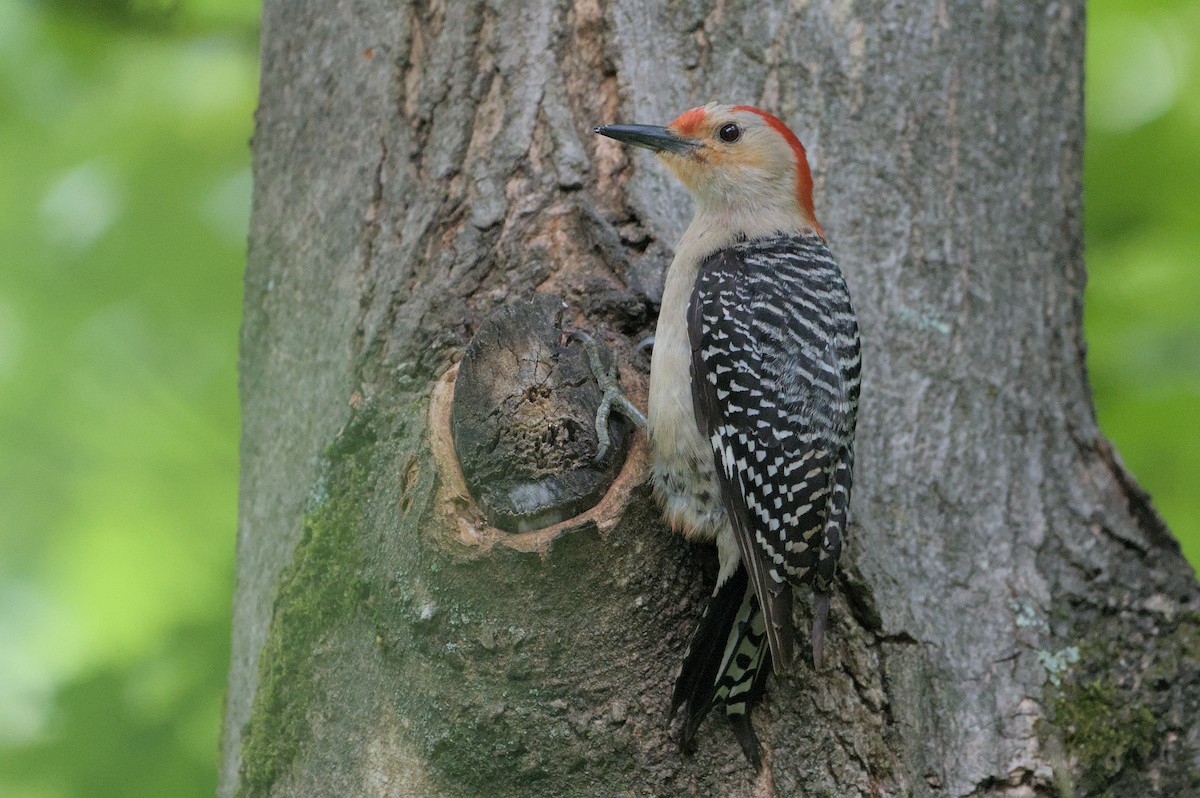 Red-bellied Woodpecker - ML620311529