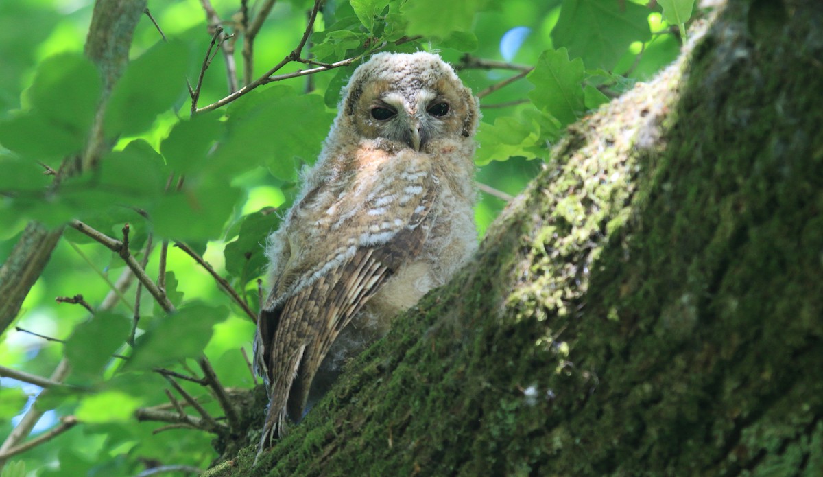 Tawny Owl - ML620311532