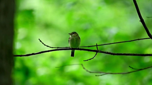 Acadian Flycatcher - ML620311533