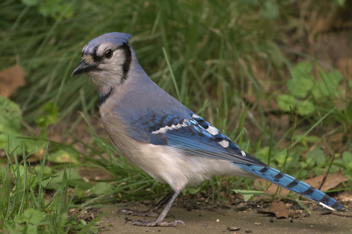 Blue Jay - ML620311534