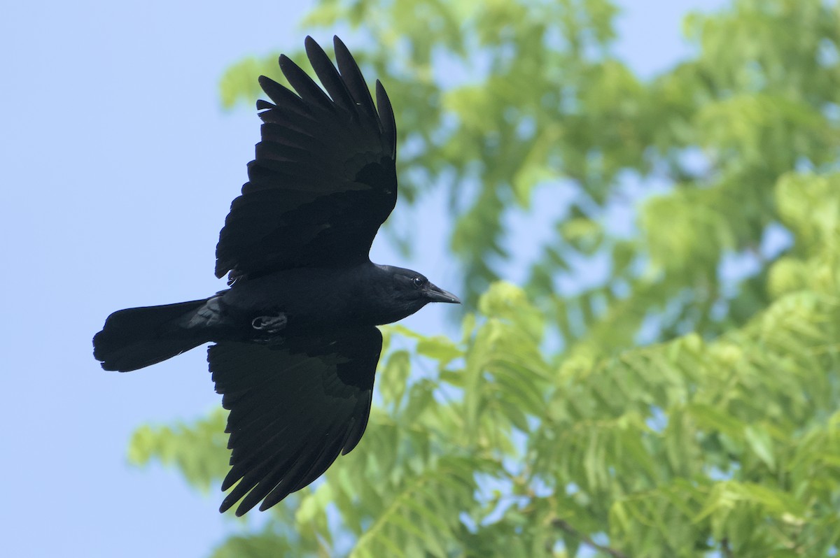 Fish Crow - ML620311536