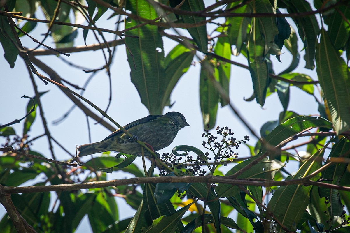 Black-capped Tanager - ML620311541