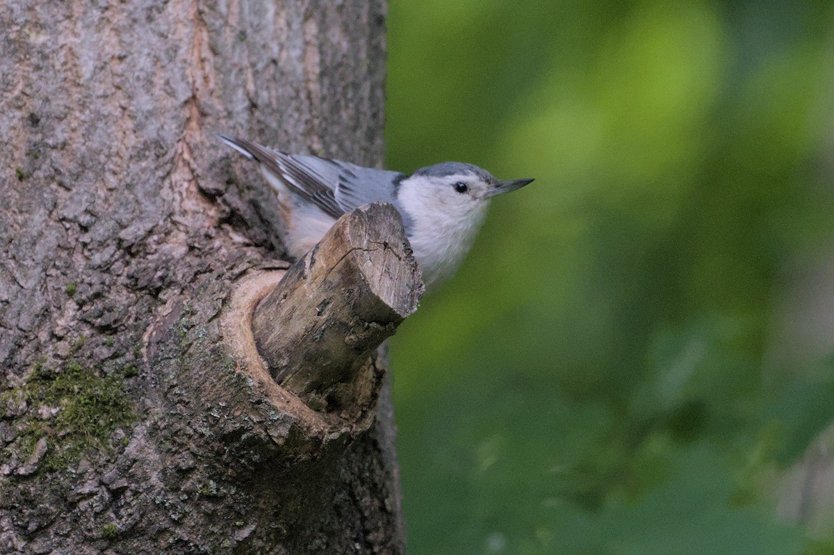White-breasted Nuthatch - ML620311544
