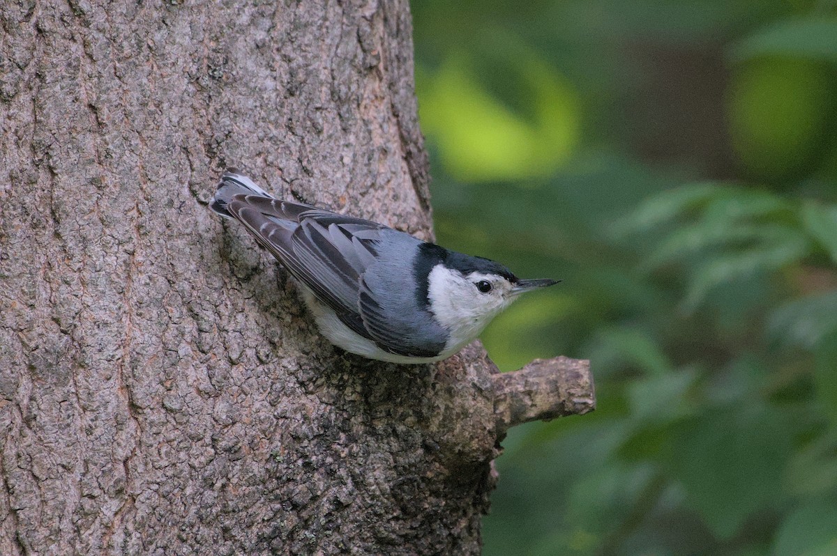 White-breasted Nuthatch - ML620311545