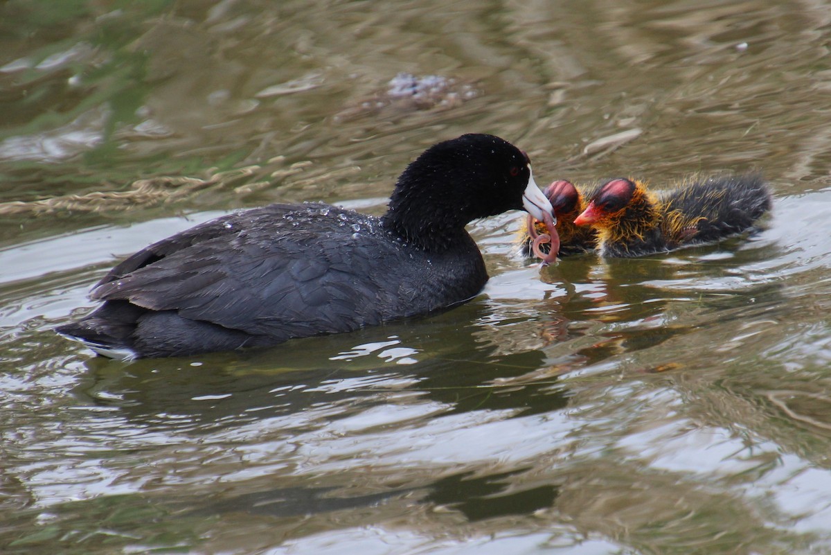 American Coot - ML620311548