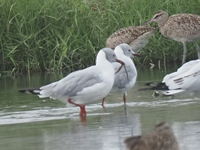 Gaviota Cabecigrís - ML620311549