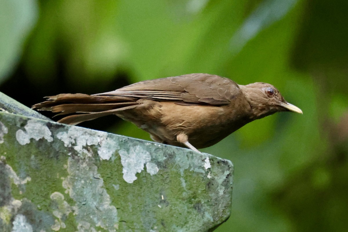 Clay-colored Thrush - ML620311550