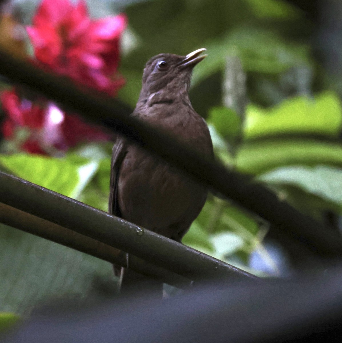 Clay-colored Thrush - ML620311551