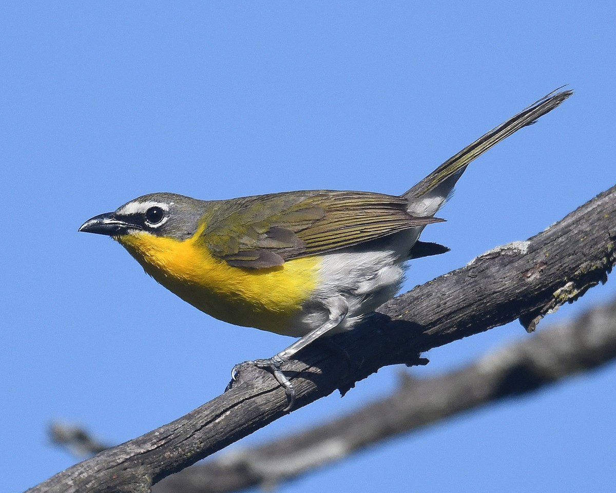 Yellow-breasted Chat - ML620311555