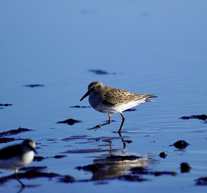 tanımsız Charadriiformes sp. - ML620311556