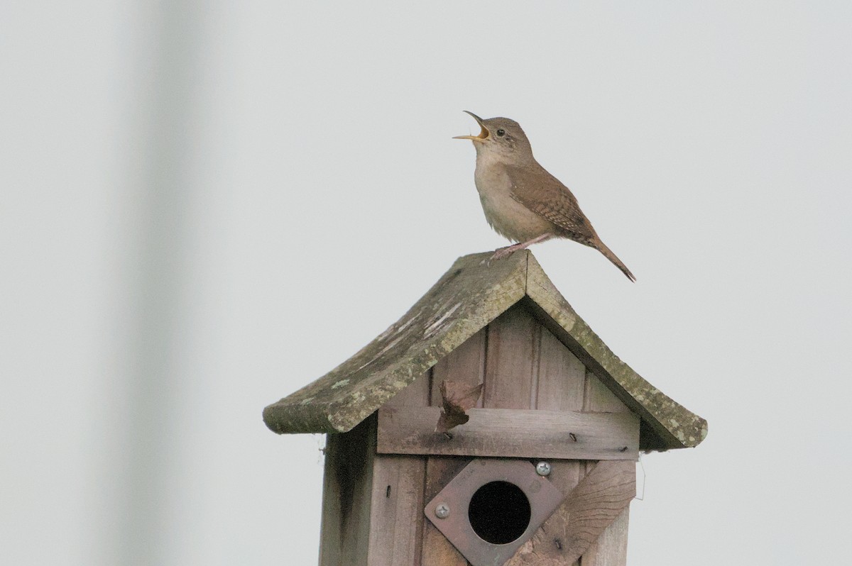 House Wren - ML620311557