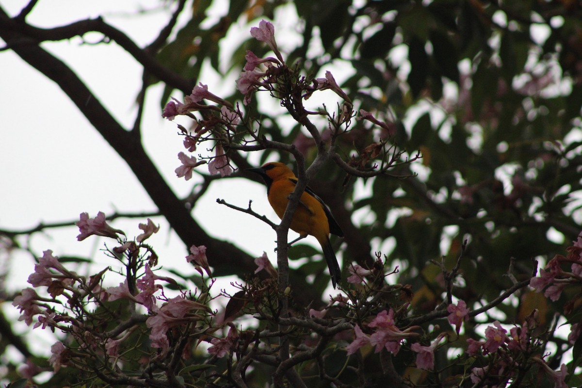 Yellow Oriole - ML620311559