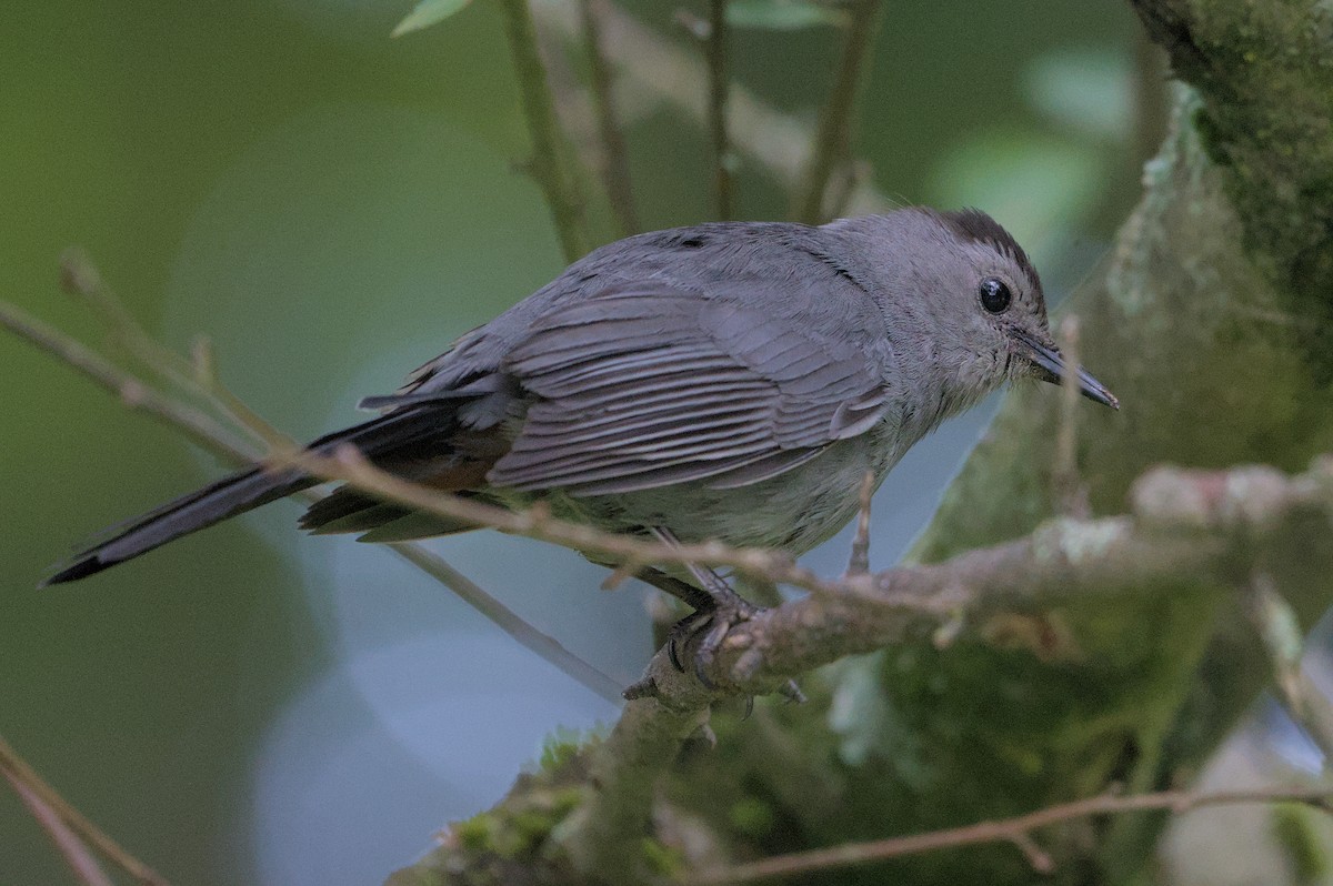 Gray Catbird - ML620311560