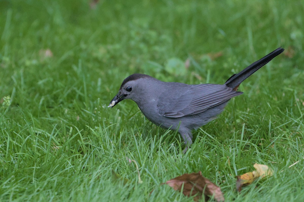 Gray Catbird - ML620311561