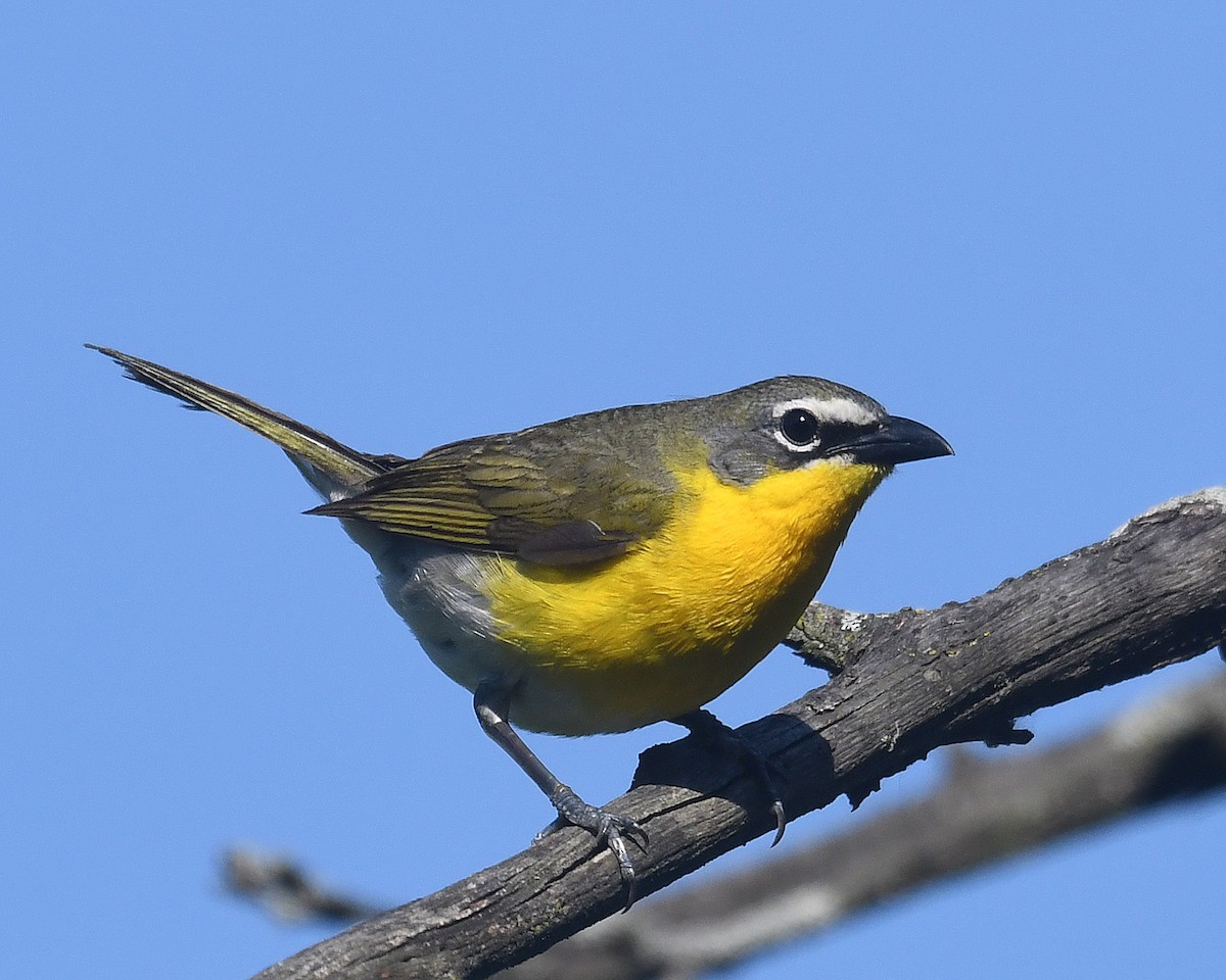 Yellow-breasted Chat - ML620311562