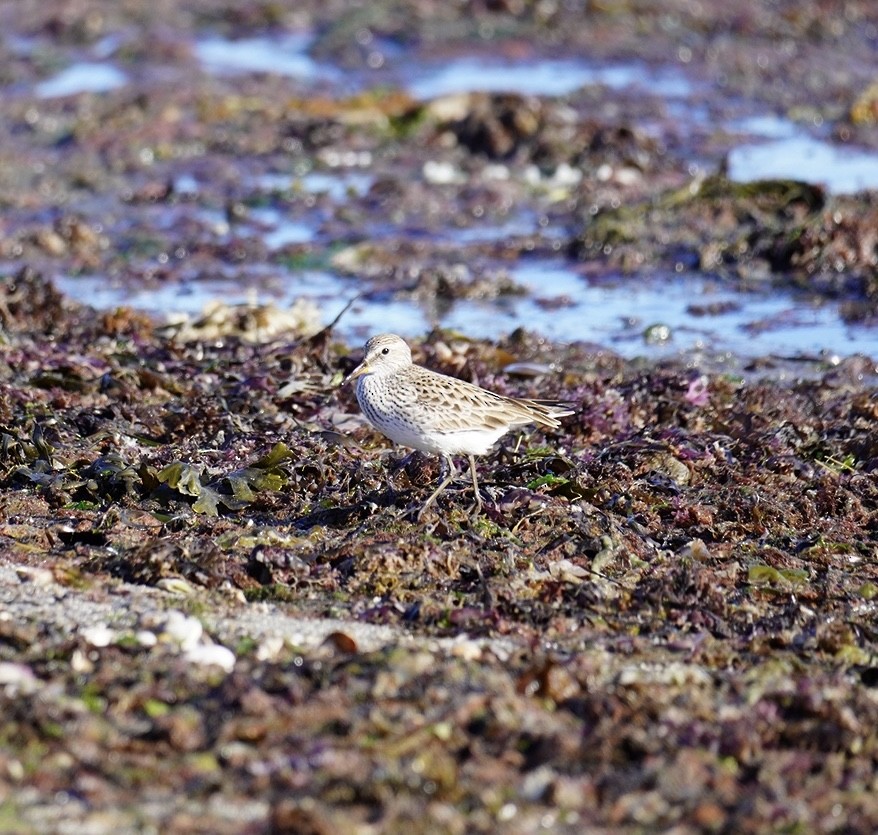 tanımsız Charadriiformes sp. - ML620311563