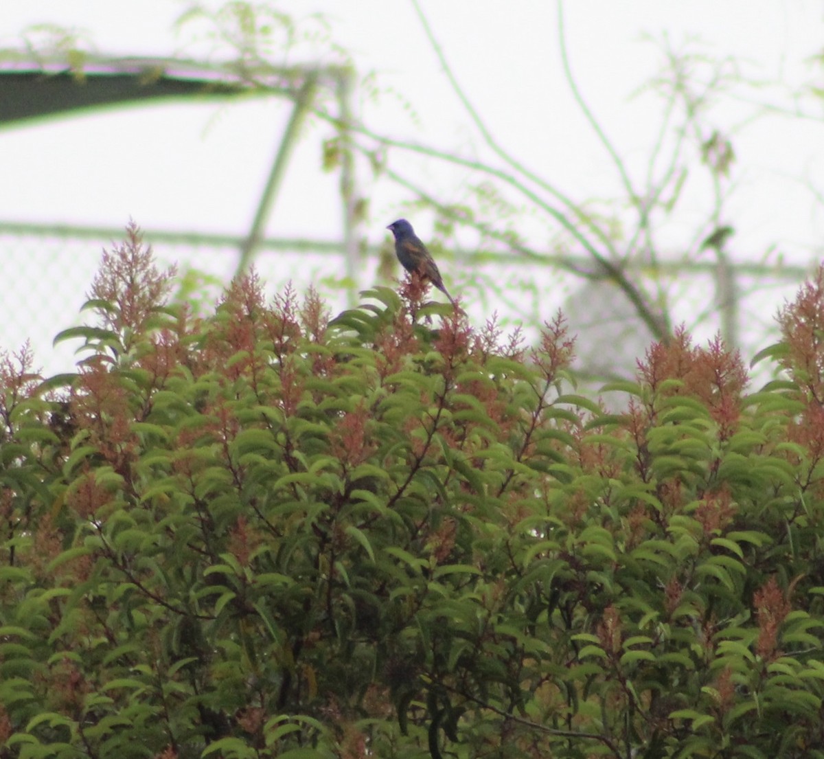 Blue Grosbeak - ML620311566