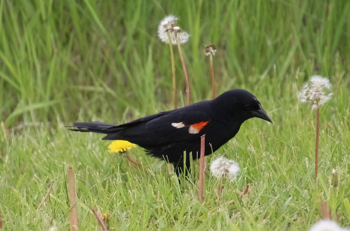 Red-winged Blackbird - ML620311568