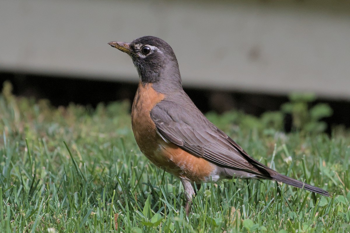 American Robin - ML620311569