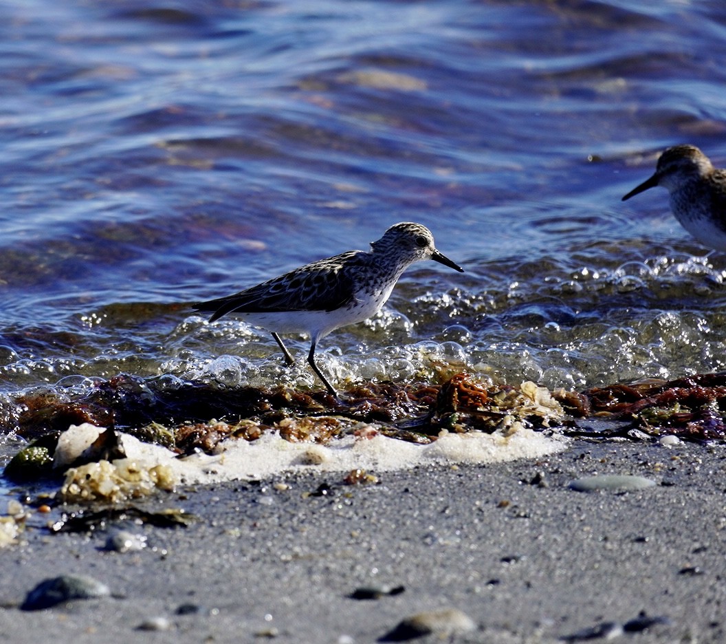 tanımsız Charadriiformes sp. - ML620311573