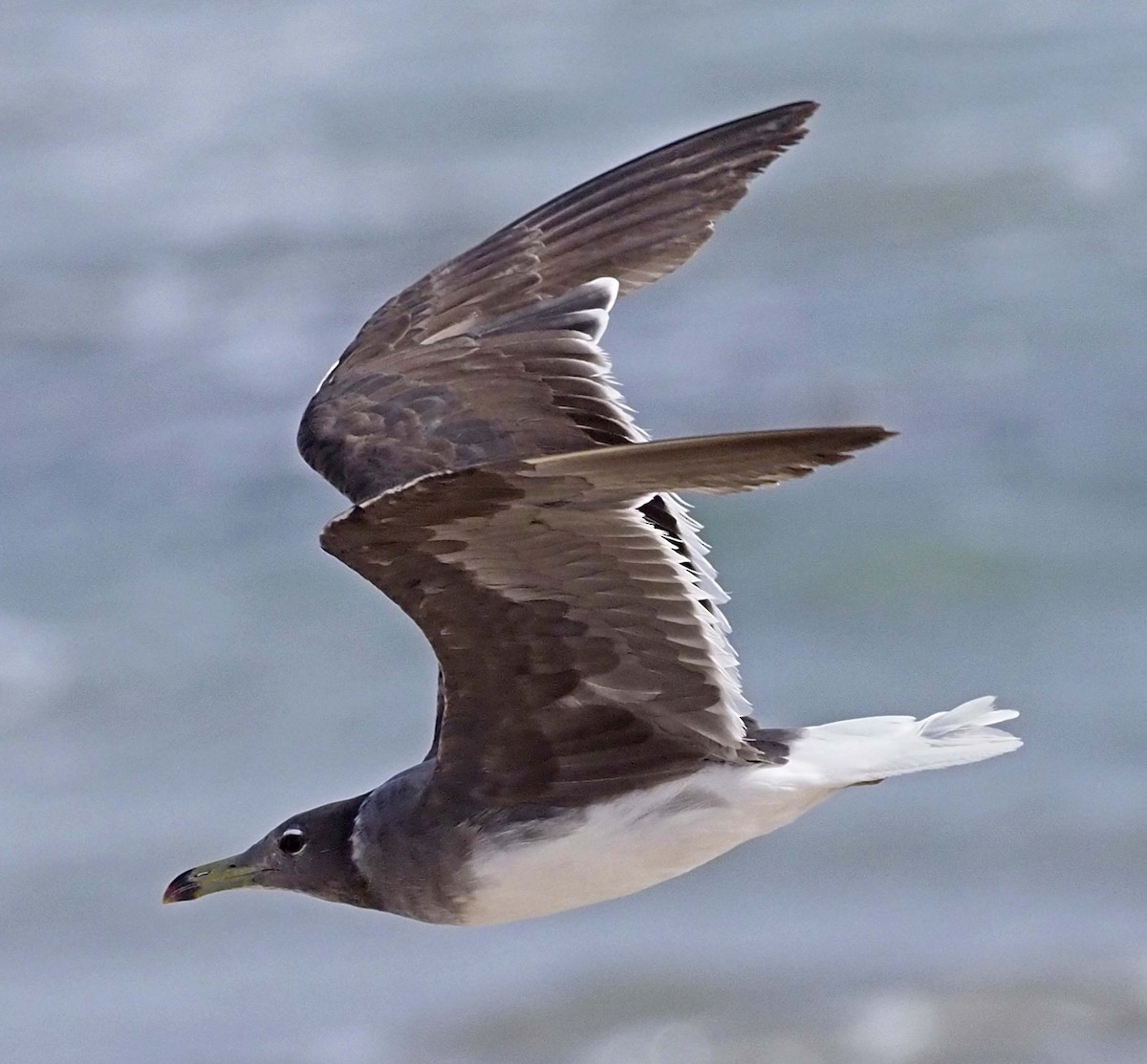 Sooty Gull - ML620311575