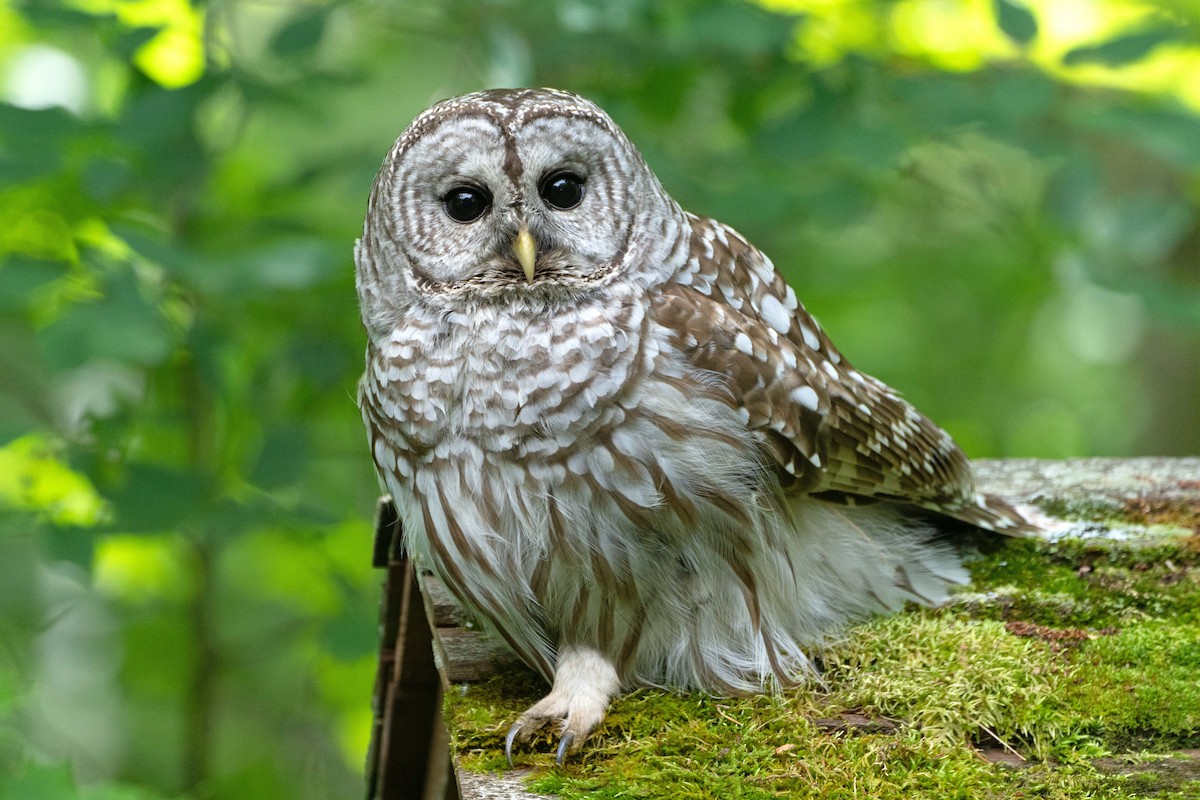 Barred Owl - Susan Elliott