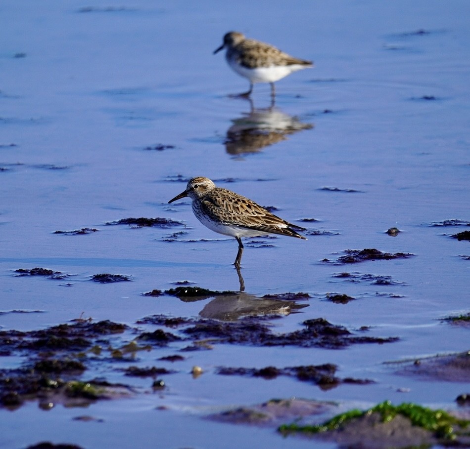 tanımsız Charadriiformes sp. - ML620311578