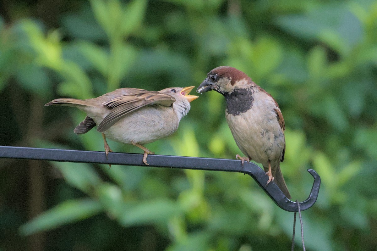 House Sparrow - ML620311580