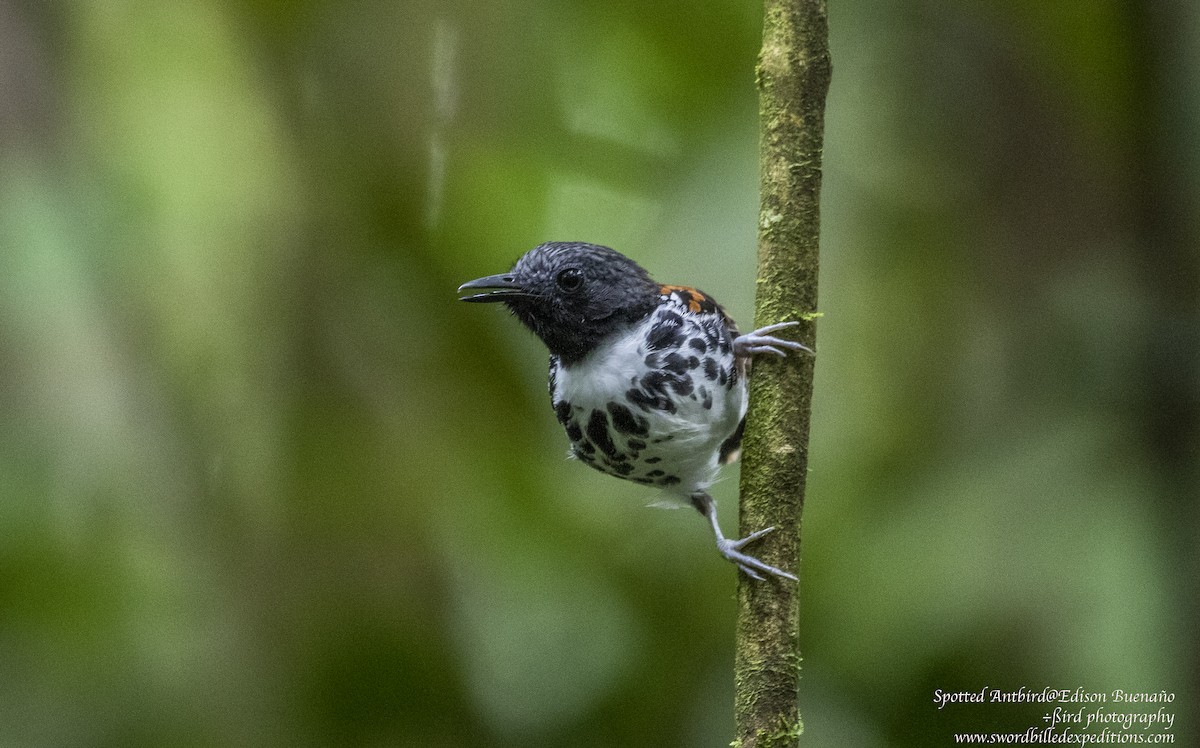 Spotted Antbird - ML620311581