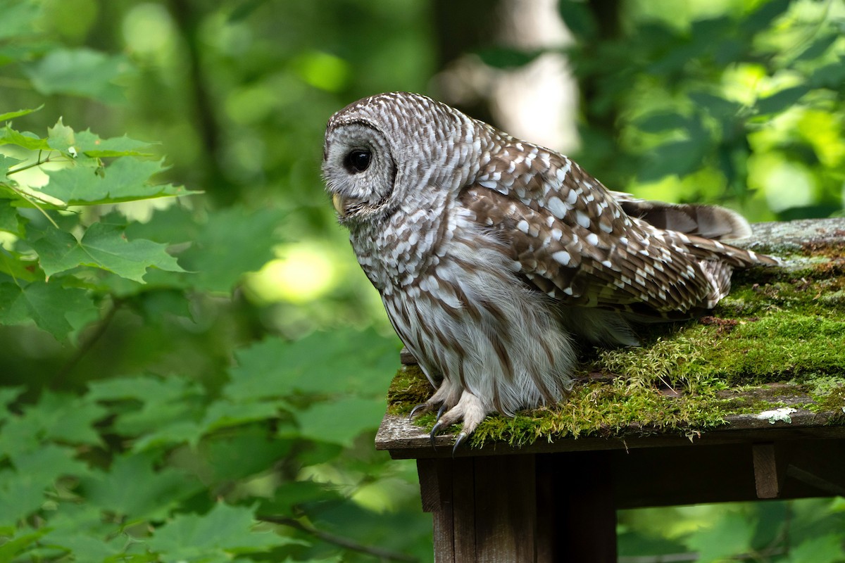 Barred Owl - ML620311583