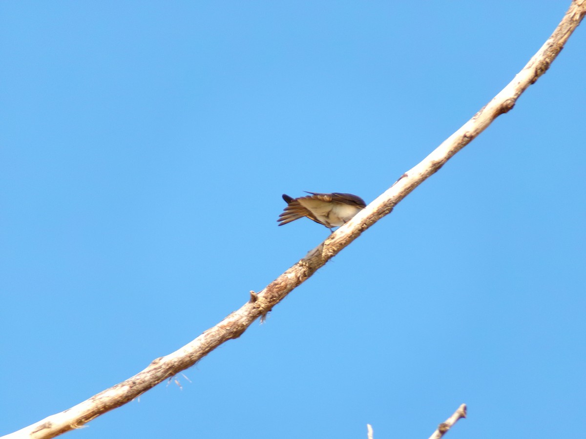 Northern Rough-winged Swallow - ML620311593