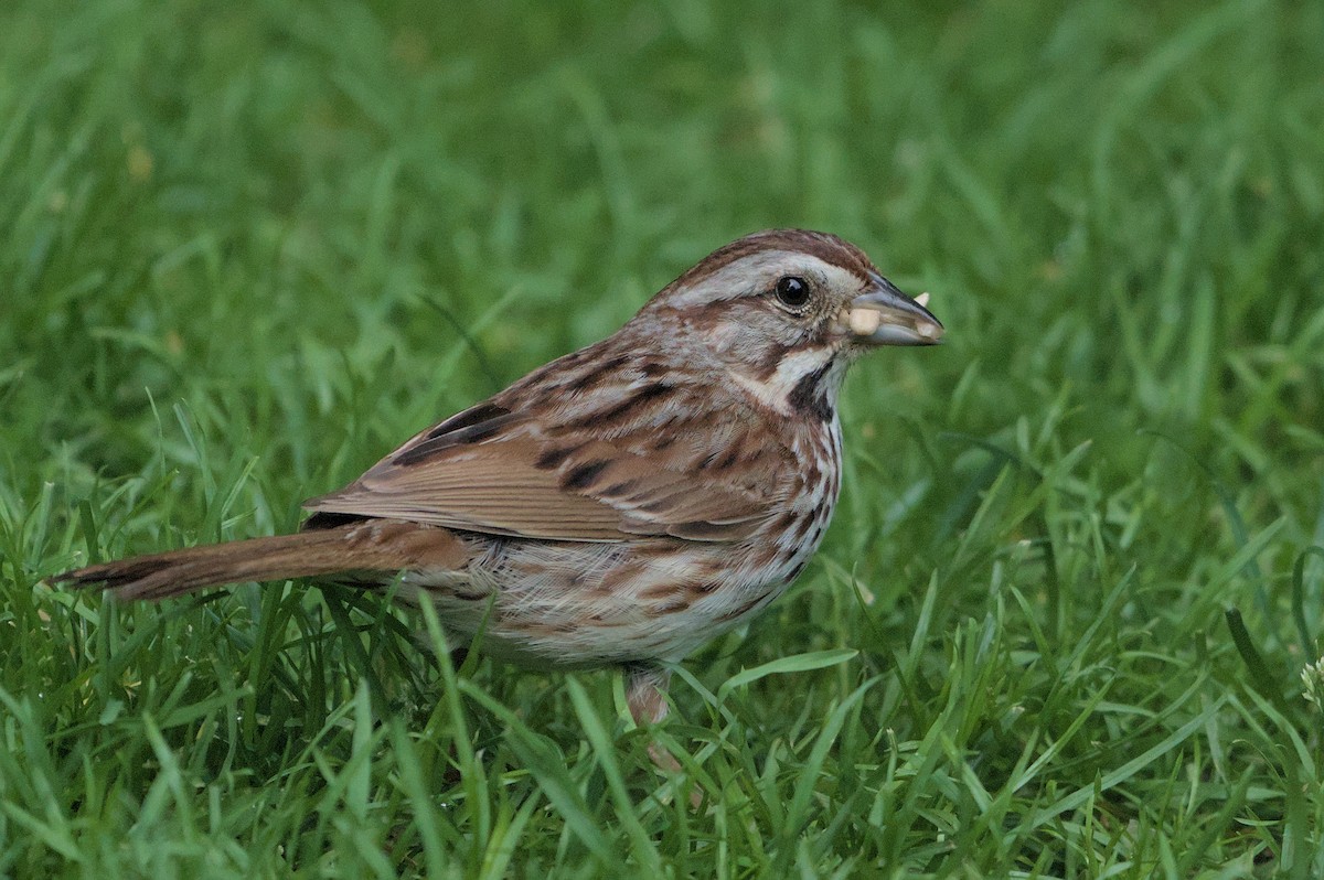 Song Sparrow - ML620311595