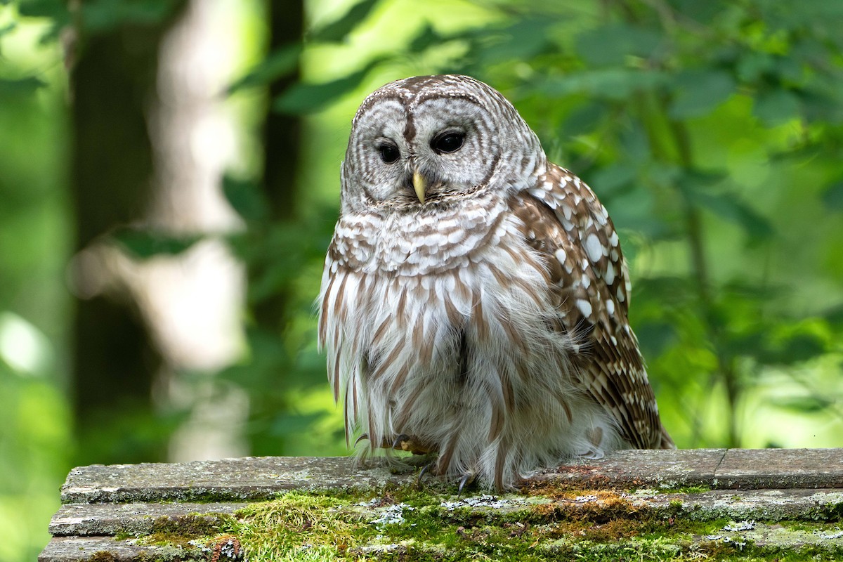 Barred Owl - ML620311598