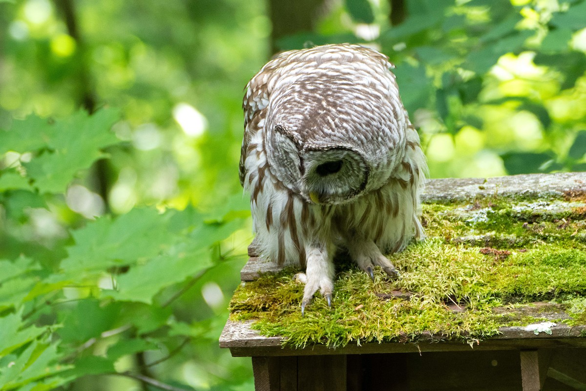 Barred Owl - ML620311599