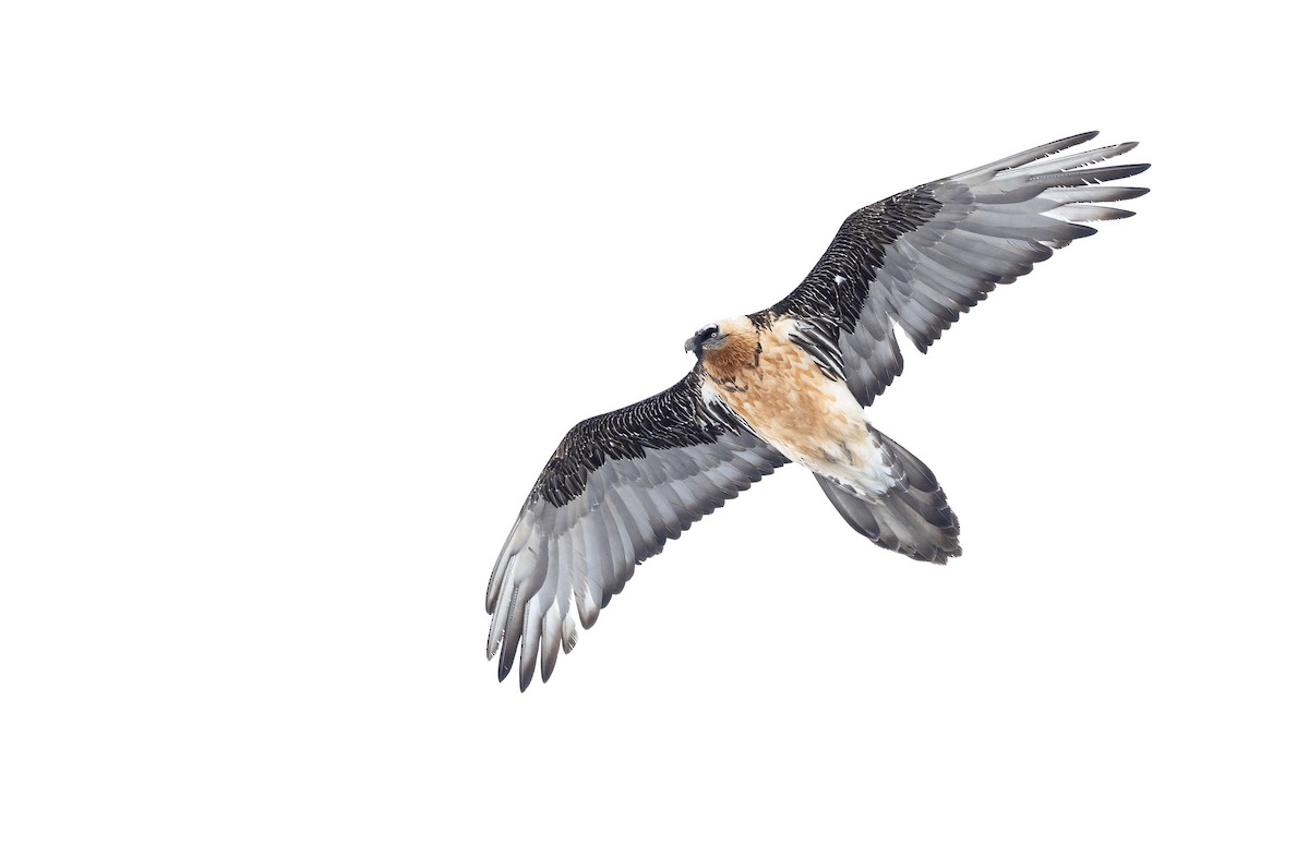 Bearded Vulture - ML620311600