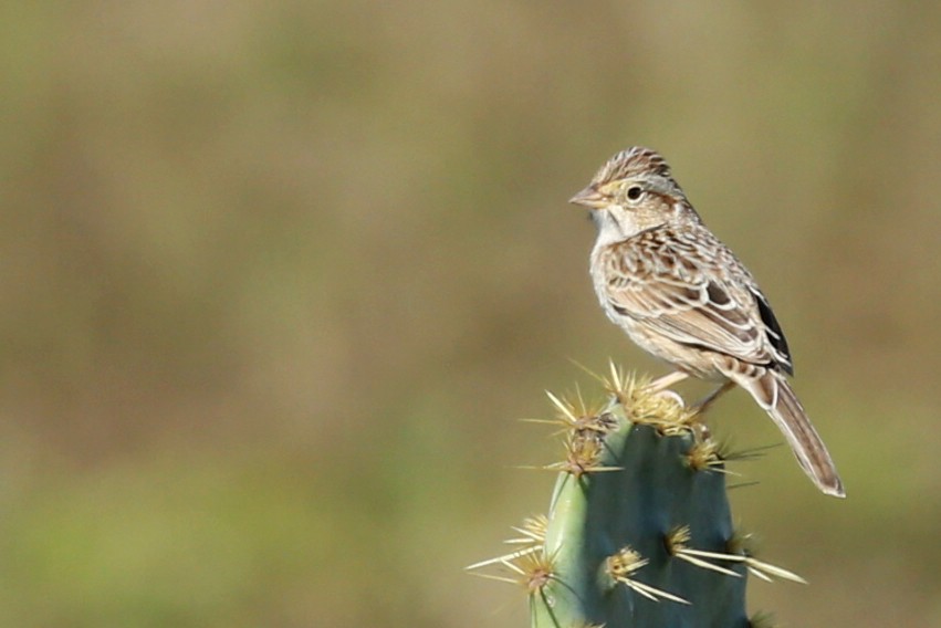 Cassin's Sparrow - ML620311607