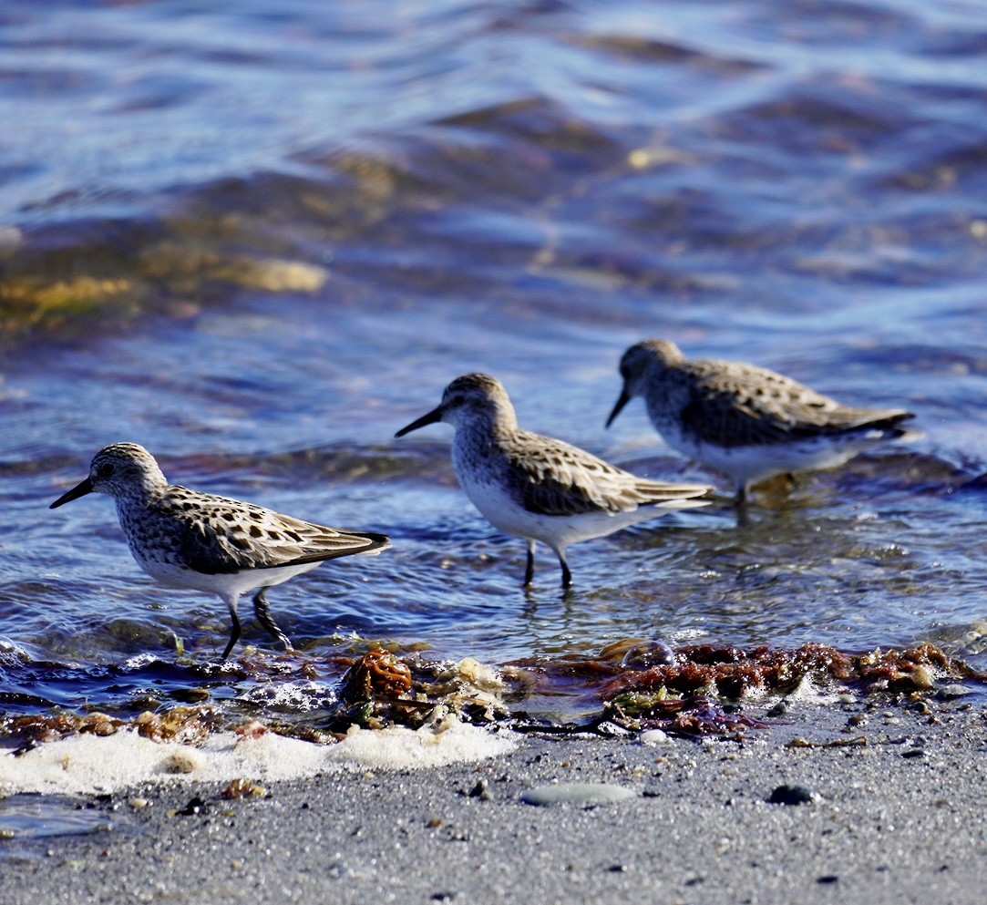 Charadriiformes, unbestimmt - ML620311612