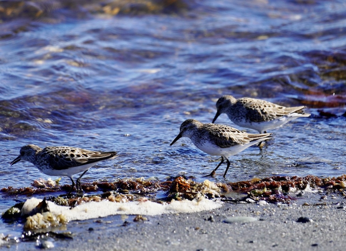 Charadriiformes, unbestimmt - ML620311616