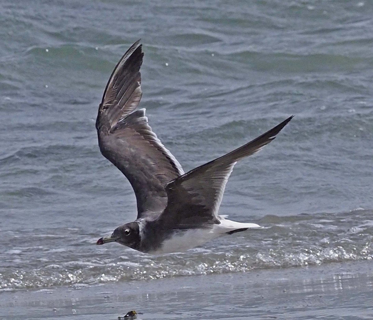 Sooty Gull - ML620311617