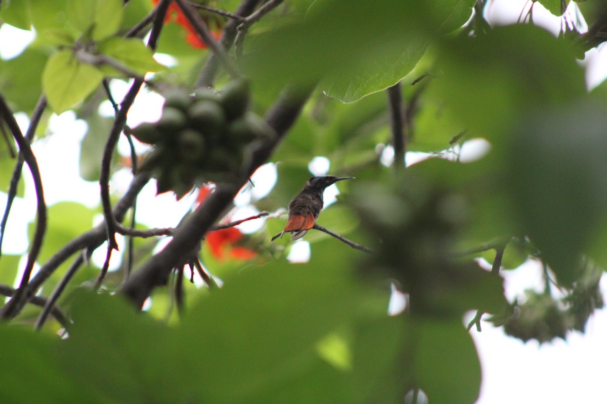 kolibřík červenohlavý - ML620311621