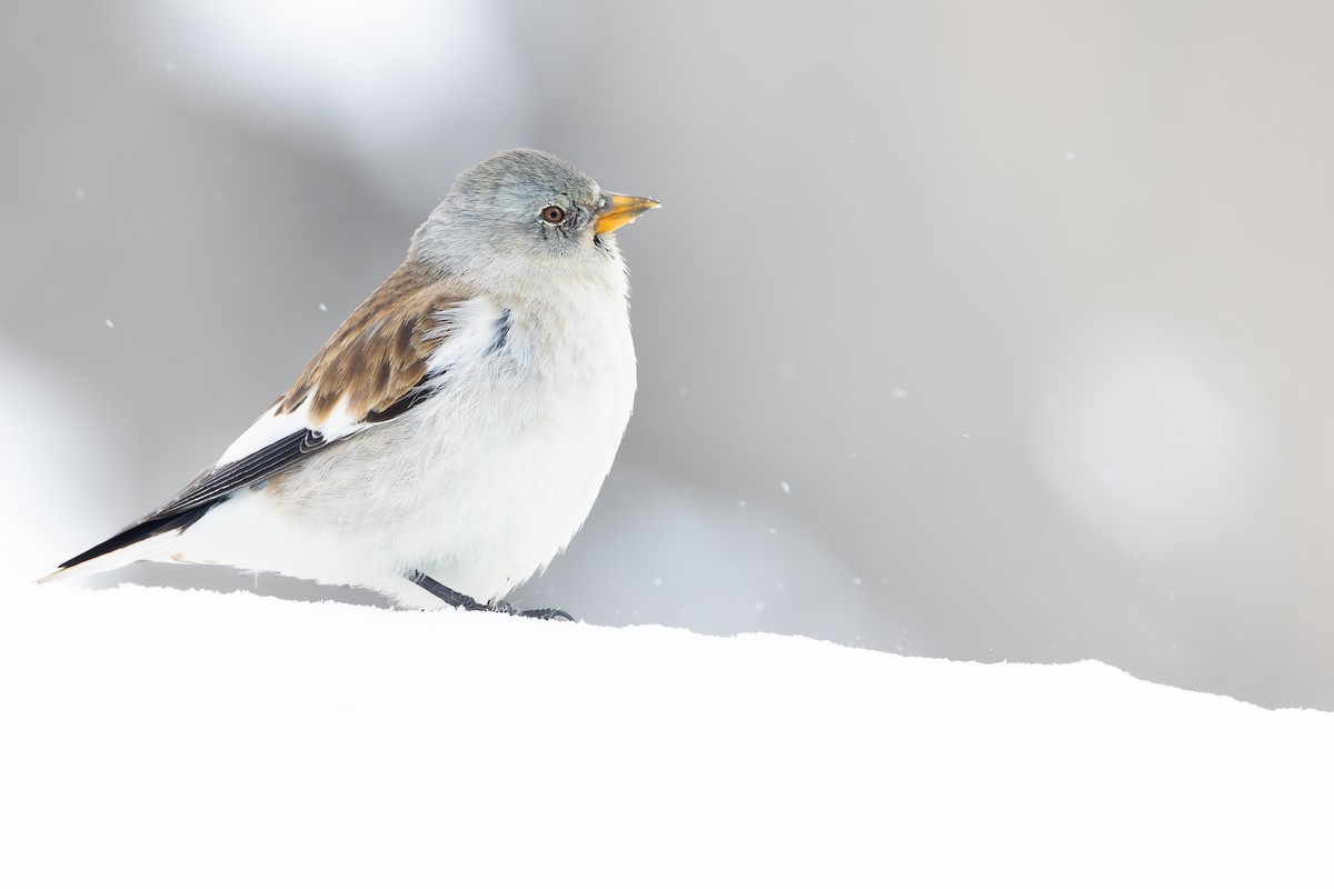 White-winged Snowfinch - ML620311625