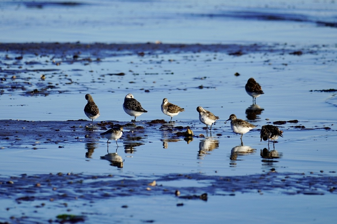 Charadriiformes, unbestimmt - ML620311626