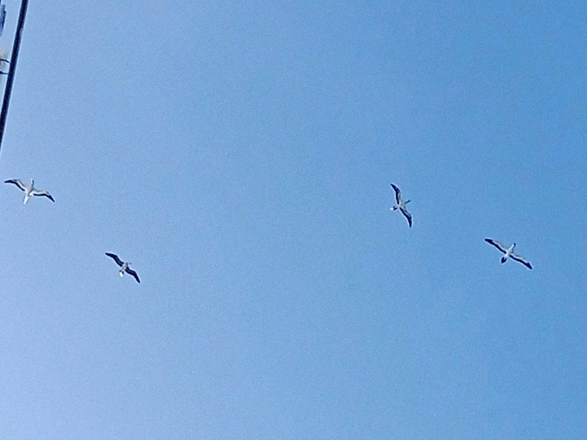 Red-footed Booby - ML620311628