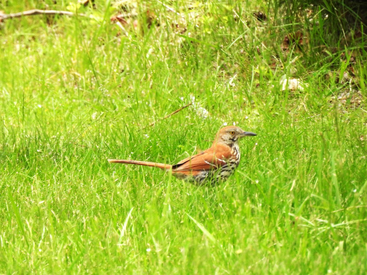 Brown Thrasher - ML620311631