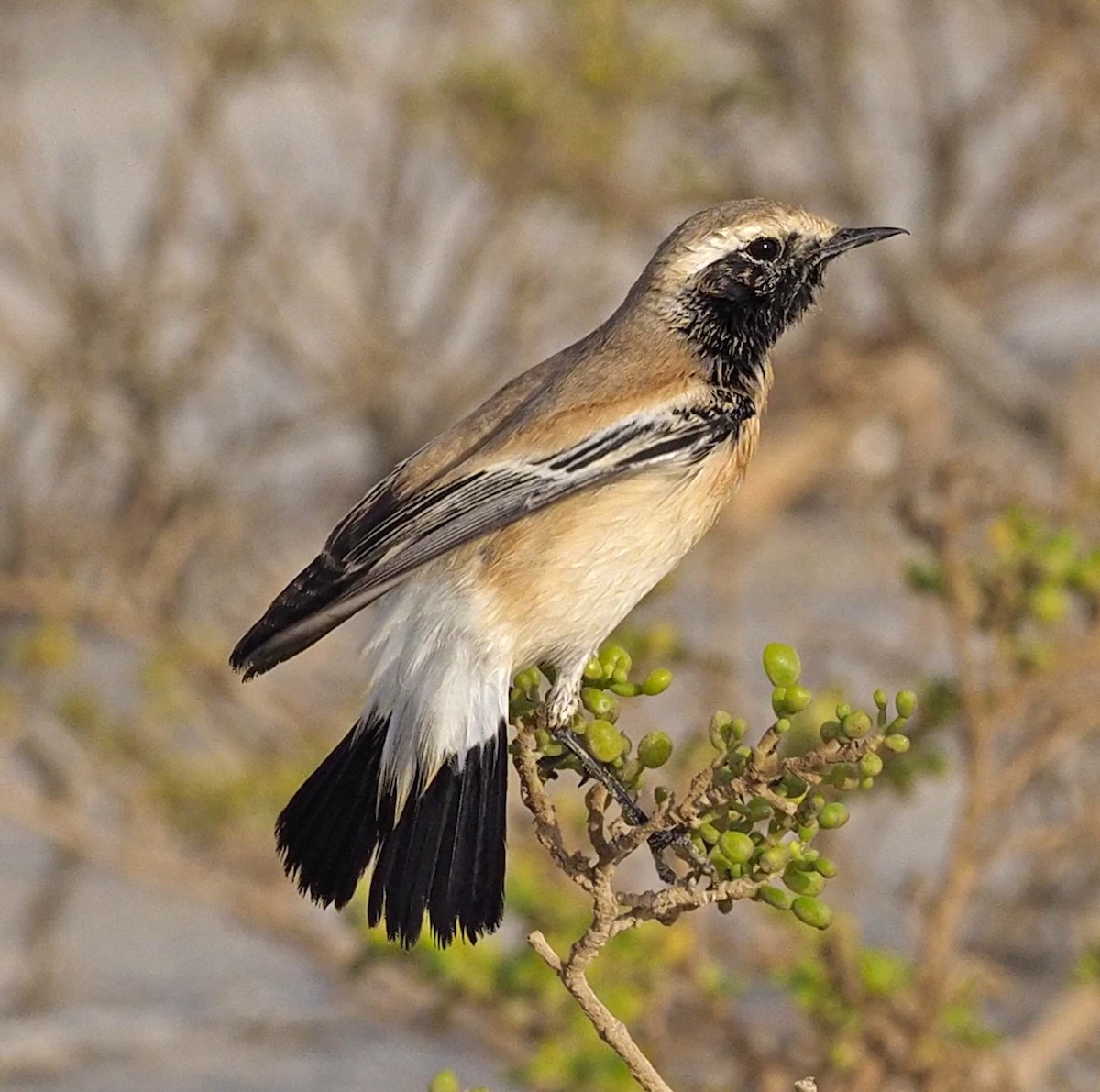 Desert Wheatear - ML620311634