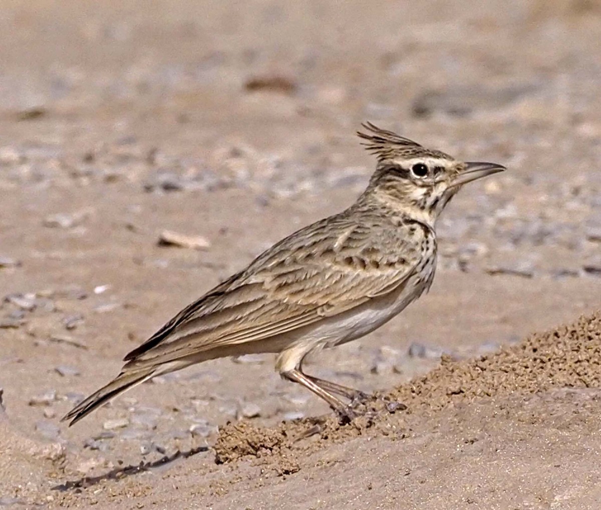 Crested Lark - ML620311635