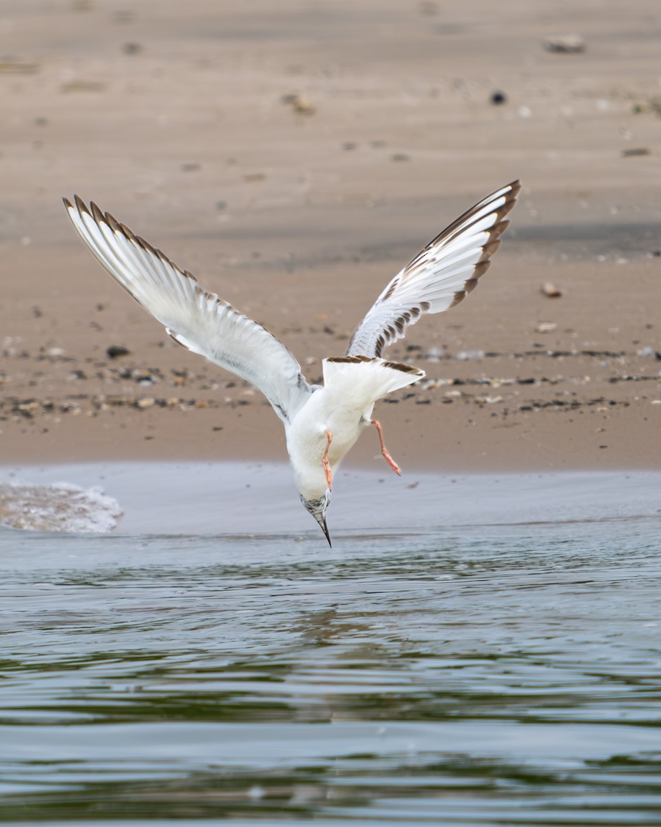 Bonaparte's Gull - ML620311636