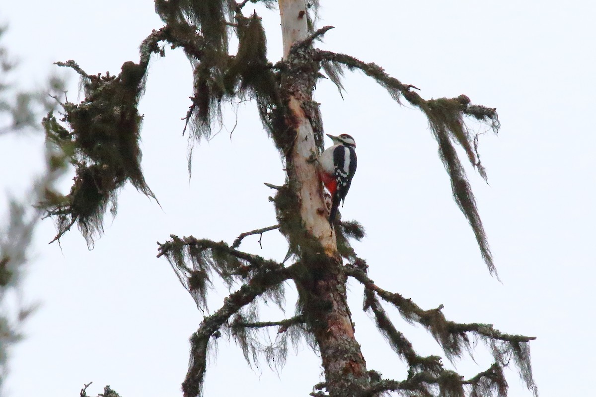Great Spotted Woodpecker - ML620311644