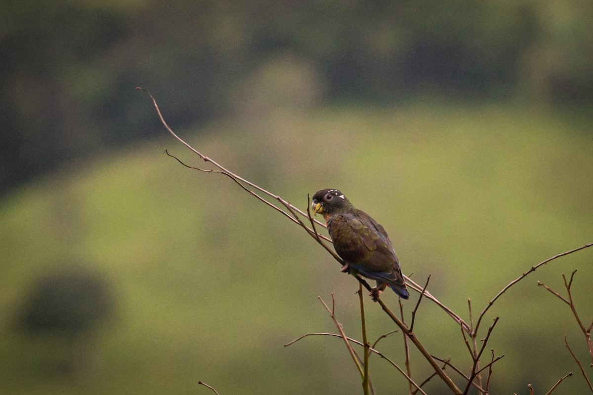 Bronze-winged Parrot - ML620311650